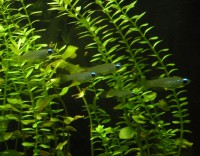 /album/acquariofilia/fig-4-jpg/